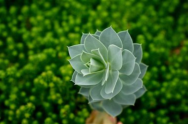 Bahçedeki egzotik sulu bitkilerin en üst görüntüsü.