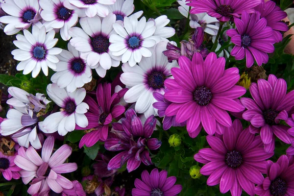 Primavera Fiori Cortile Edificio Residenziale — Foto Stock