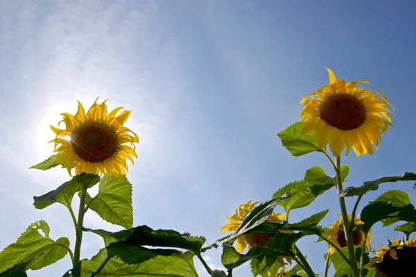 Back lit sunflower with blue sky background