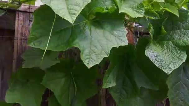 Vidéo Potager Arrière Cour — Video