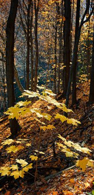 Vadide bir akçaağaç yaprağı ağacı.