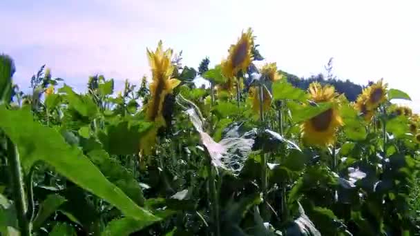 Dolly Shot Sunflower Farm Ontario Canada — Stock video