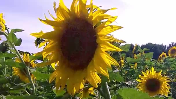 Соняшник Літні Сонячні Дні — стокове відео