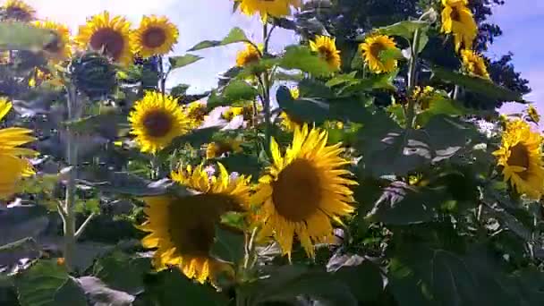 Yazın Ayçiçekleri Güneşli Bir Gün Ayçiçekleri Rüzgarda Sallanıyor — Stok video