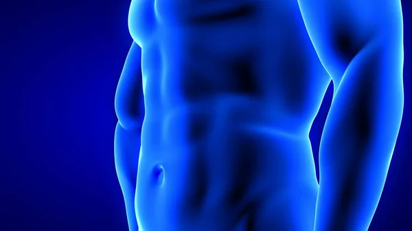 Transformación corporal fitness masculino, detalle de los músculos abdominales - ilustración del edificio de la masa muscular sobre fondo azul —  Fotos de Stock