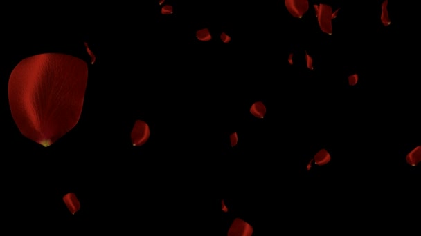 Falling red rose petals — Stock Video