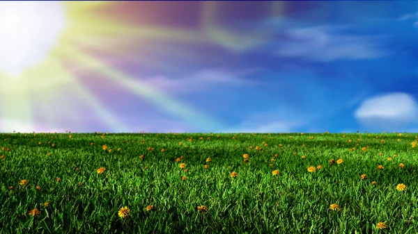Field of grass and sunny day — Stock Photo, Image