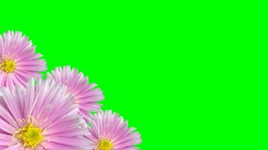 Yeşil ekran üzerinde sorunsuz Menekşe çiçek arka plan döngü