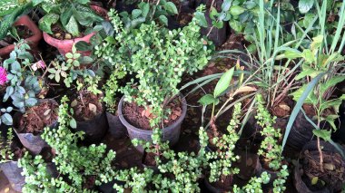 Crassula ovate ayrıca yeşim taşı, şanslı bitki veya para ağacı olarak da adlandırıldı