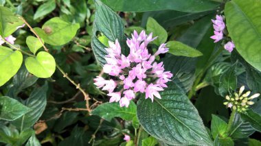 Renkli çiçek ve bitkilerin manzarası