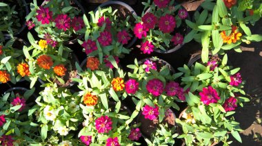 çok amaçlı kullanım için bitkilerin ya da çiçeklerin manzarası