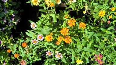 çok amaçlı kullanım için bitkilerin ya da çiçeklerin manzarası