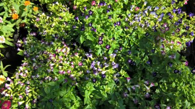 çok amaçlı kullanım için bitkilerin ya da çiçeklerin manzarası