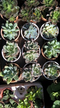 çok amaçlı kullanım için bitkilerin ya da çiçeklerin manzarası