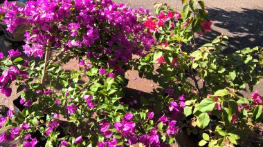 Renkli çiçek ve bitkilerin çok amaçlı kullanımı manzarası