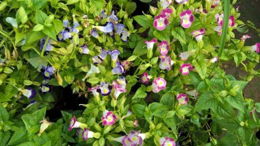 çok amaçlı kullanım için bitkilerin ya da çiçeklerin manzarası