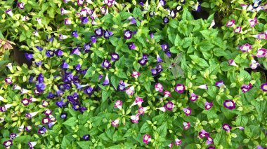 çok amaçlı kullanım için bitkilerin ya da çiçeklerin manzarası