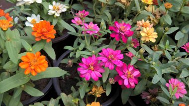 çok amaçlı kullanım için bitkilerin ya da çiçeklerin manzarası