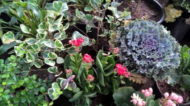 çok amaçlı kullanım için bitkilerin ya da çiçeklerin manzarası