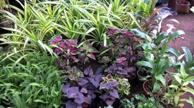 çok amaçlı kullanım için bitkilerin ya da çiçeklerin manzarası