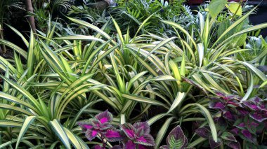 çok amaçlı kullanım için bitkilerin ya da çiçeklerin manzarası