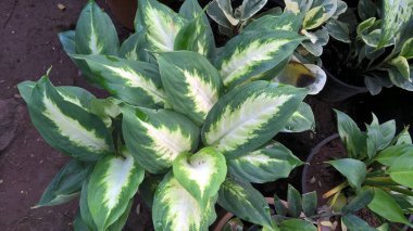 çok amaçlı kullanım için bitkilerin ya da çiçeklerin manzarası