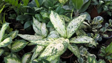 çok amaçlı kullanım için bitkilerin ya da çiçeklerin manzarası