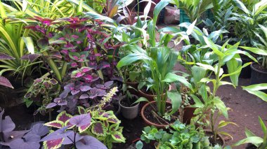 çok amaçlı kullanım için bitkilerin ya da çiçeklerin manzarası