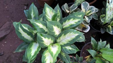 çok amaçlı kullanım için bitkilerin ya da çiçeklerin manzarası