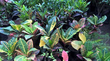 çok amaçlı kullanım için bitkilerin ya da çiçeklerin manzarası