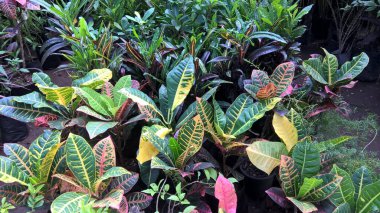 çok amaçlı kullanım için bitkilerin ya da çiçeklerin manzarası