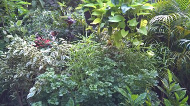 çok amaçlı kullanım için bitkilerin ya da çiçeklerin manzarası