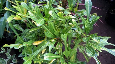 çok amaçlı kullanım için bitkilerin ya da çiçeklerin manzarası