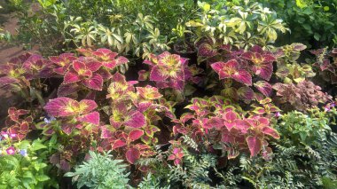 Coleus bitkileri de Coleus blumei veya Plectranthus scutellarioides olarak adlandırılır. 