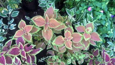 Coleus bitkileri de Coleus blumei veya Plectranthus scutellarioides olarak adlandırılır. 