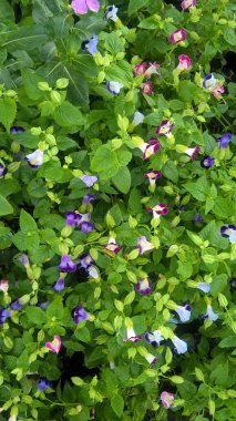 Torenia Fournieri lades kemiği çiçeği ya da mavi kanat çiçeği olarak da bilinir.
