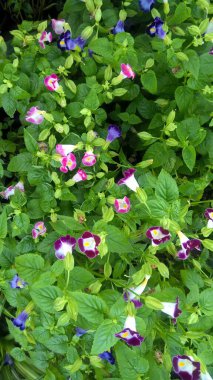 Torenia Fournieri lades kemiği çiçeği ya da mavi kanat çiçeği olarak da bilinir.