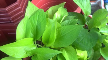 Para fabrikası olarak da bilinen Altın Pothos 'un manzarası