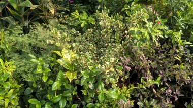 çok amaçlı kullanım için bitkilerin ya da çiçeklerin manzarası