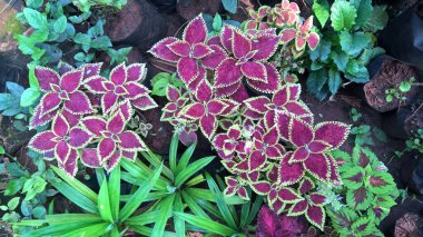 çok amaçlı kullanım için bitkilerin ya da çiçeklerin manzarası