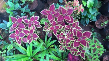 çok amaçlı kullanım için bitkilerin ya da çiçeklerin manzarası