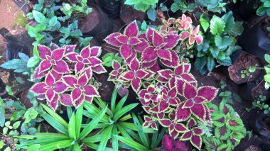 çok amaçlı kullanım için bitkilerin ya da çiçeklerin manzarası