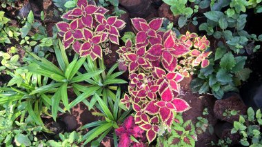 çok amaçlı kullanım için bitkilerin ya da çiçeklerin manzarası