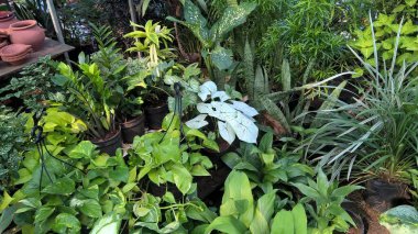 çok amaçlı kullanım için bitkilerin ya da çiçeklerin manzarası