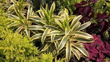 çok amaçlı kullanım için bitkilerin ya da çiçeklerin manzarası