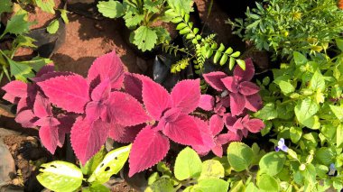 çok amaçlı kullanım için bitkilerin ya da çiçeklerin manzarası