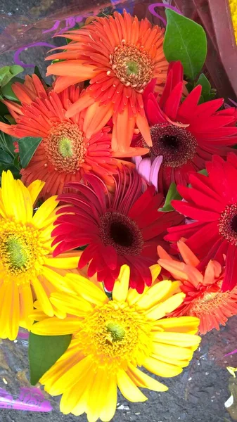 Vista Cênica Flor Daisy Gerbera Colorido — Fotografia de Stock