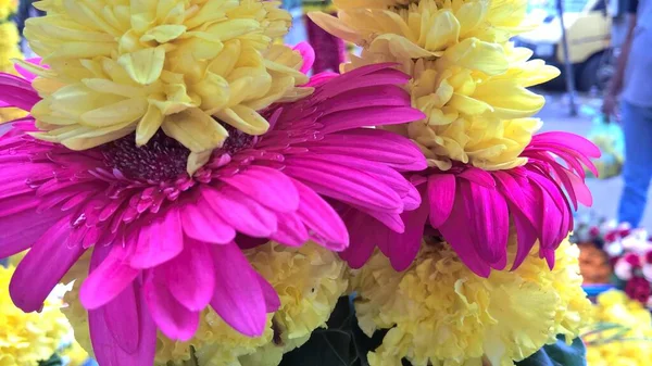 カラフルなガーベラデイジーの花の景色 — ストック写真