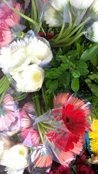 Vista Cênica Flor Daisy Gerbera Colorido — Fotografia de Stock