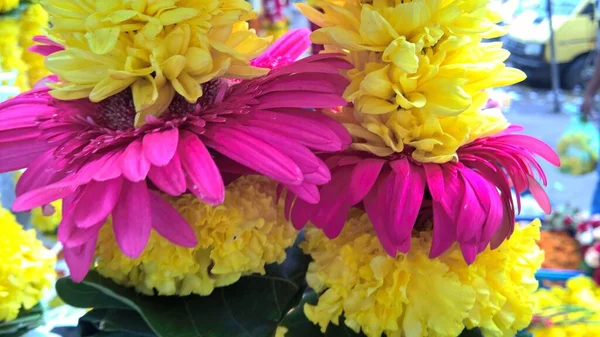 Renkli Gerbera Daisy Çiçeğinin Manzarası — Stok fotoğraf